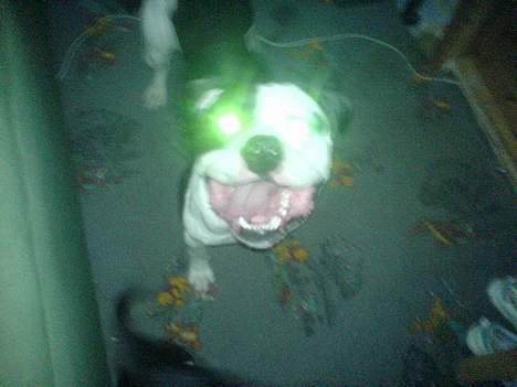 Amerikansk bulldog ballou - spøgelses hunden :) billede 12