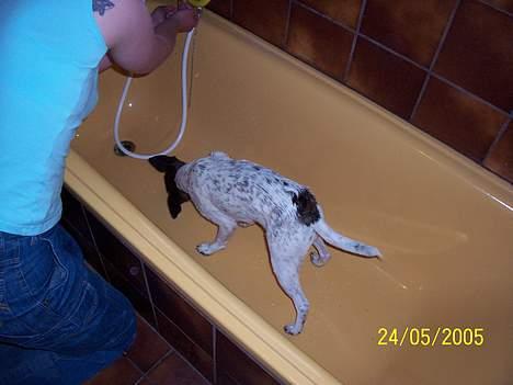 Blanding af racer chilli bean RIP - øv i bad ad billede 14