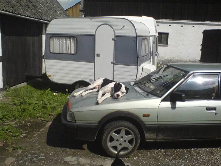 Amerikansk bulldog ballou - soler mig lige på svigermors køler ;-) bare hun ikk ser det :-) hehe billede 13