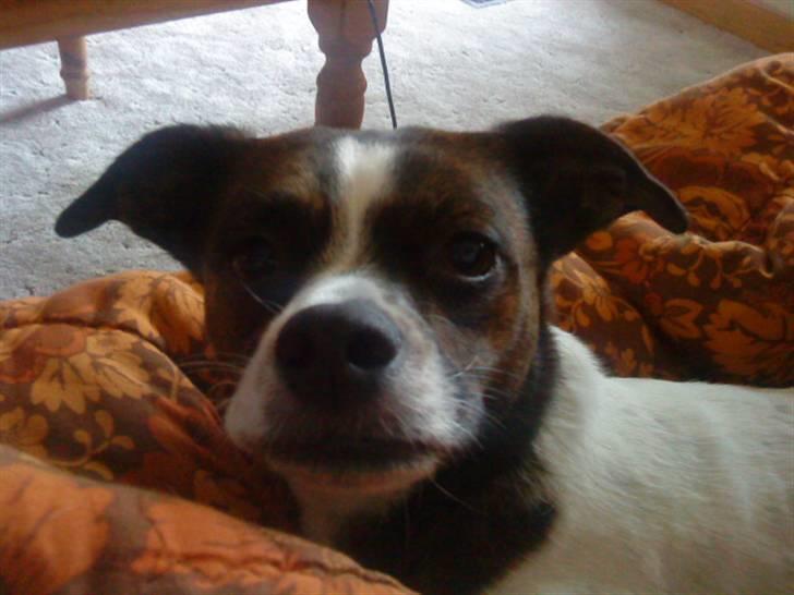 Blanding af racer chilli bean RIP - hvad !! billede 15