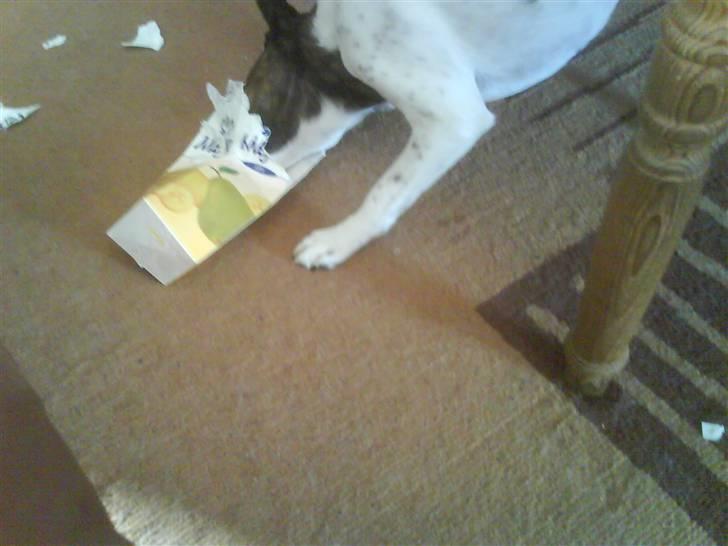 Blanding af racer chilli bean RIP - jeg kan goooodt nå bunden billede 16