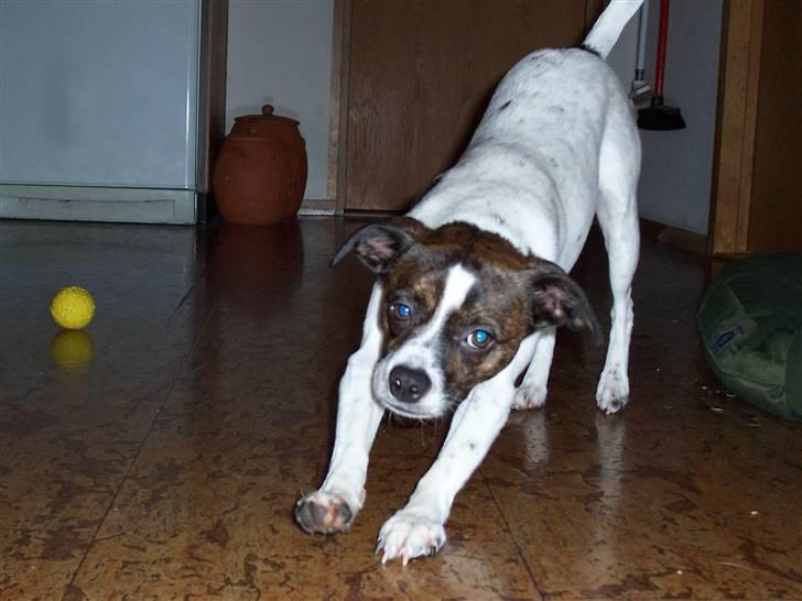 Blanding af racer chilli bean RIP billede 17