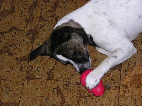 Blanding af racer chilli bean RIP billede 18