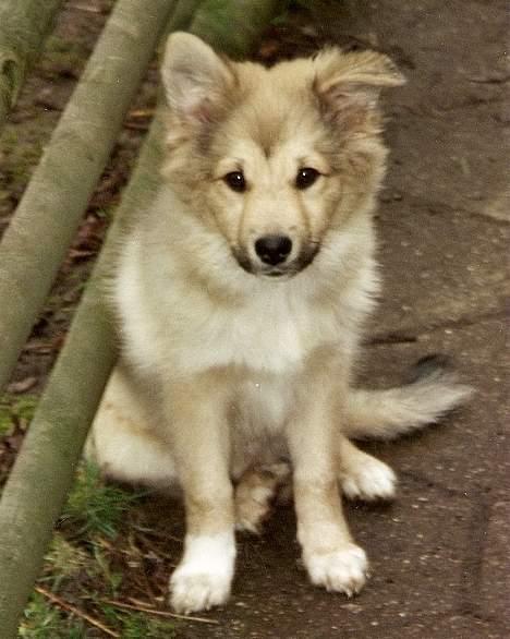 Islandsk fårehund Sòlargeisli Afram - Så er ørerne næsten oppe. 08/03/07 billede 20