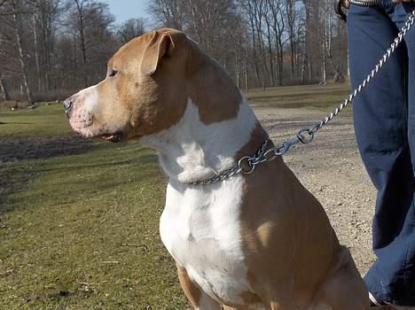 Blanding af racer Brutalis  billede 20