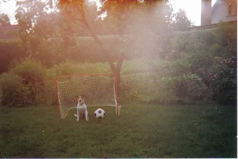 Dansk svensk gaardhund Bob R.I.P. billede 10