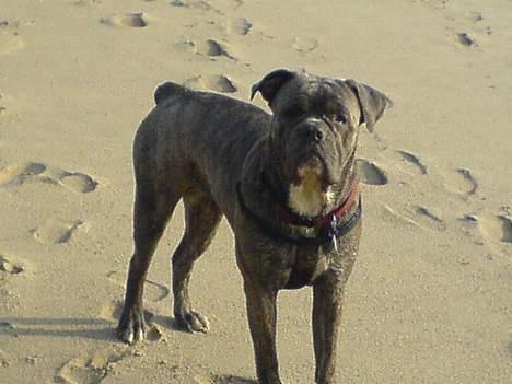 Blanding af racer Hoochie - En tur på stranden  d. 23/3-07 Hoochie har fødselsdag og er 3 år nu billede 13