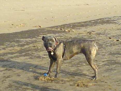 Blanding af racer Hoochie - 23/3-07 billede 14