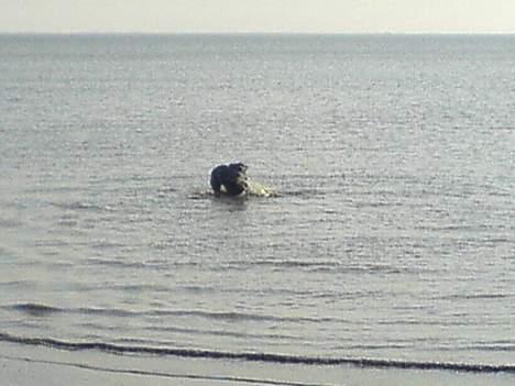 Blanding af racer Hoochie -  23/3-07. Er lige ude og svømme lidt billede 15