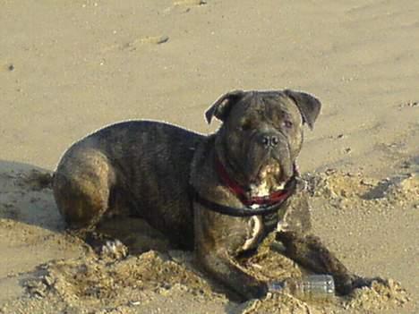 Blanding af racer Hoochie - 23/3-07. billede 16