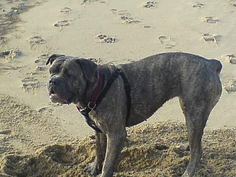 Blanding af racer Hoochie - 23/3-07. billede 17