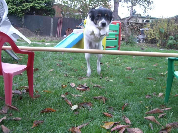 Dansk svensk gaardhund Molly - Hooplaaa! ;D billede 1