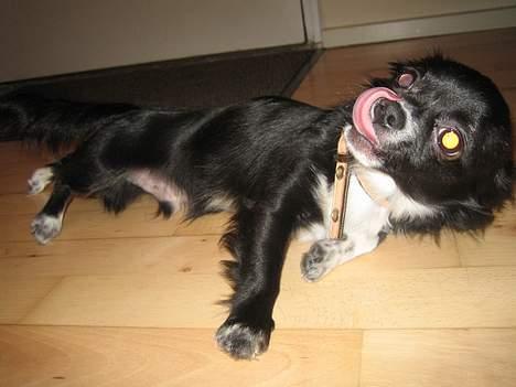 Chihuahua anton R.I.P d 14-12-07 - se lige en lang tunge jeg har billede 19