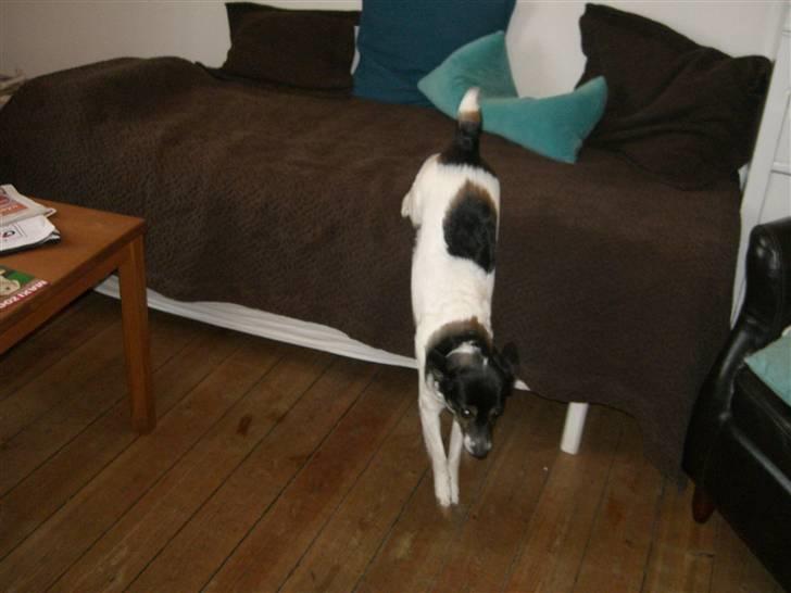 Dansk svensk gaardhund Molly - Molly i hopla ned af sengen/sofaen x´D billede 2