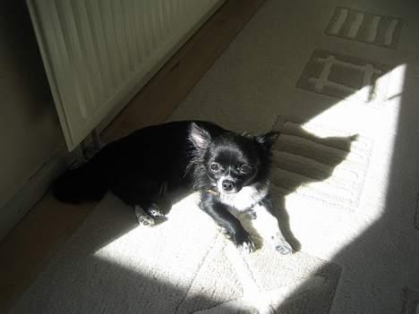 Chihuahua anton R.I.P d 14-12-07 billede 20
