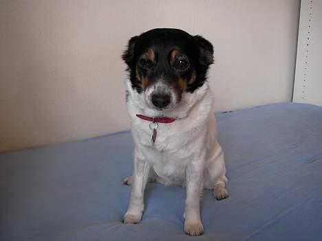 Dansk svensk gaardhund Molly - Sitte skatte billede 3