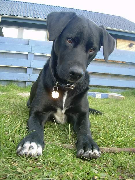 Labrador retriever Lucas - jeg kan ikke klare flere billeder billede 1