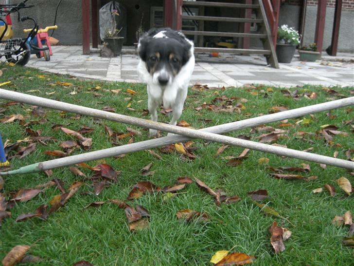 Dansk svensk gaardhund Molly - Lille kryds ;p Hun kan springe 75cm ;p Lidt over dobbelt så højt som hende selv ! xD billede 4