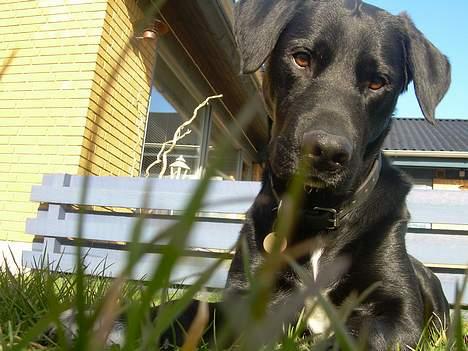 Labrador retriever Lucas - er det en mus? billede 2