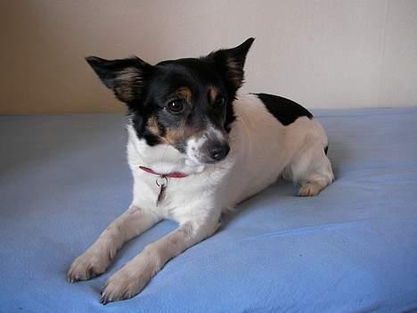 Dansk svensk gaardhund Molly - dække. Ja det kan hun skam også! billede 5