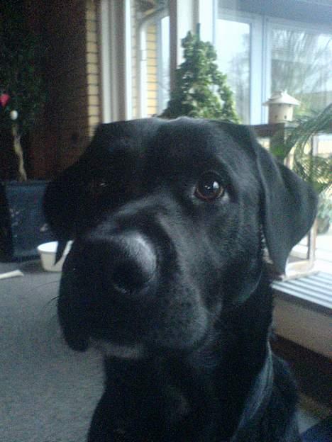 Labrador retriever Lucas - jeg syntes selv jeg jeg har fået min mandelige næse med ! :D <33 billede 3