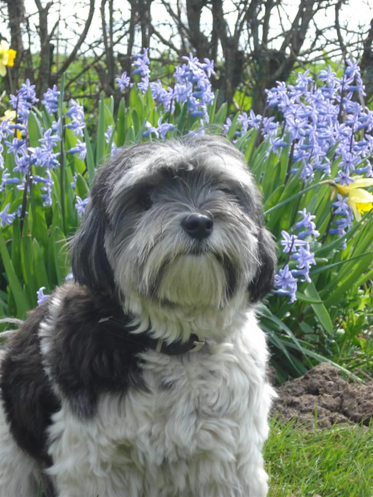 Løwchen Max - maj 2007 billede 5