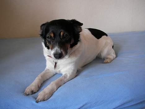 Dansk svensk gaardhund Molly - Elsker dig Molly-pigen billede 6