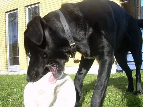 Labrador retriever Lucas - jeg har en tunge og jeg er ikke bange for at bruge den !! <33 billede 4