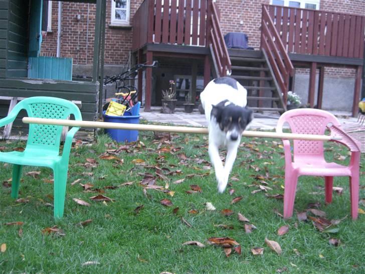 Dansk svensk gaardhund Molly - Lille hop xD så dygtig lille vuffer <´3 billede 7