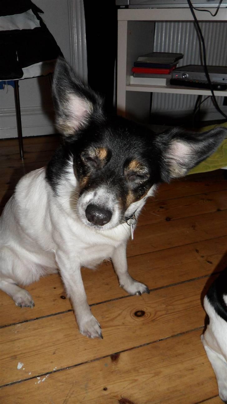 Dansk svensk gaardhund Molly - NYT ! Taget med mit digitalkamera (; billede 8