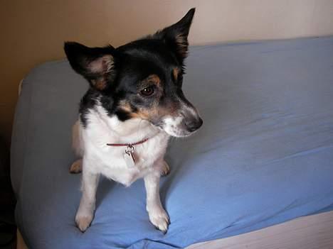 Dansk svensk gaardhund Molly - Uh! Der kommer nogen! billede 9