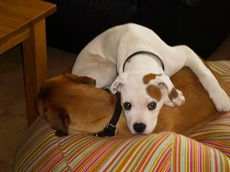 Amerikansk bulldog Diesel aka prutsvin:-P - Man ligger bare HELT vildt godt sådan her..... billede 7