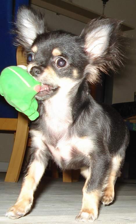 Chihuahua Tyson - Tyson der leger med sin nye Frø billede 2