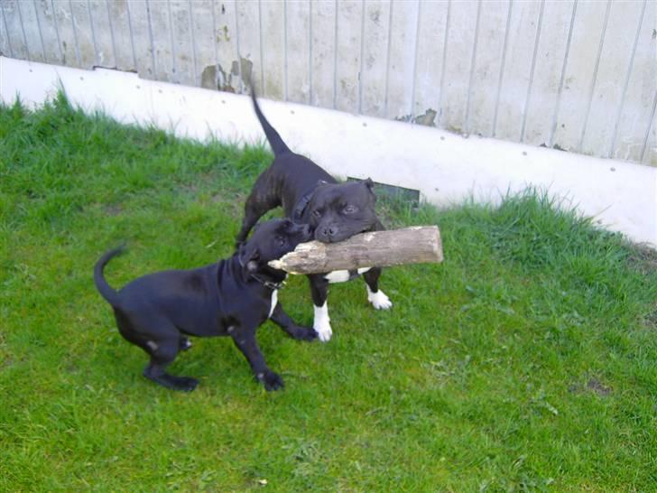 Staffordshire bull terrier Eddie billede 4