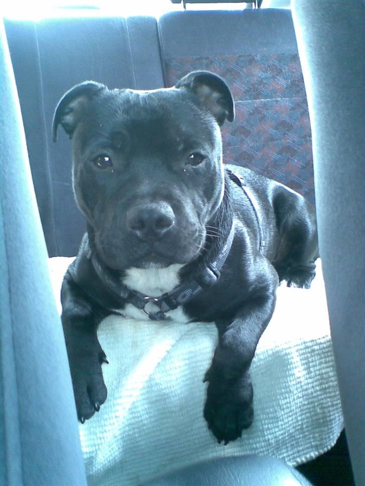 Staffordshire bull terrier Eddie billede 5