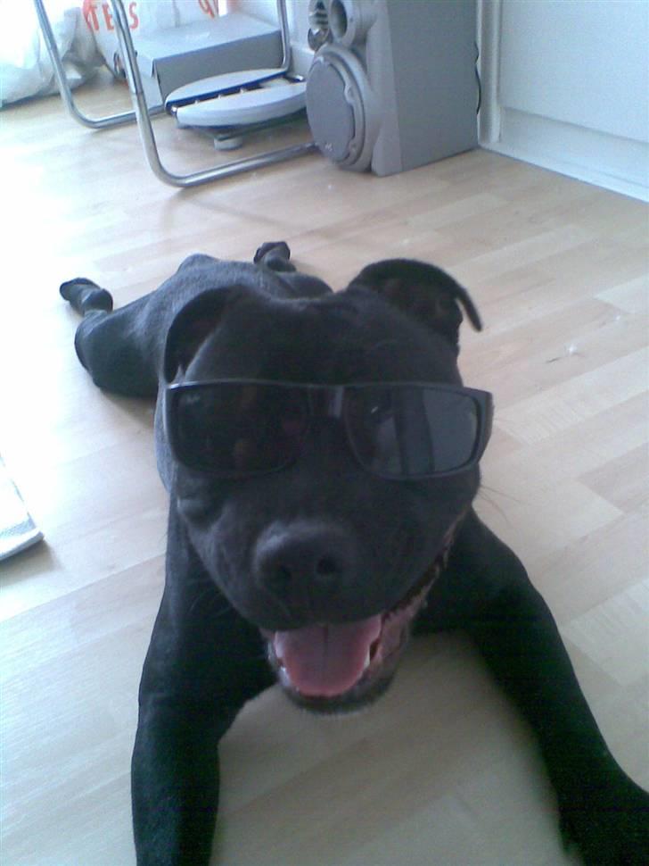 Staffordshire bull terrier Eddie billede 6