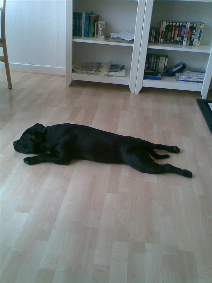 Staffordshire bull terrier Eddie billede 7