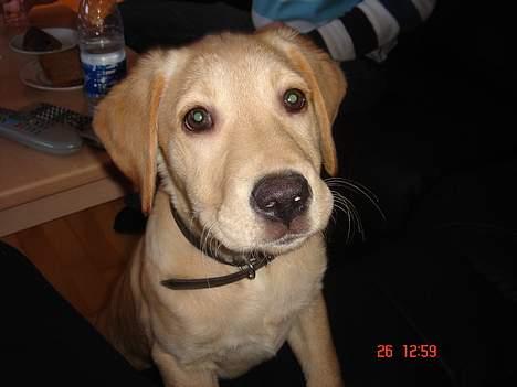 Golden retriever Molly billede 8