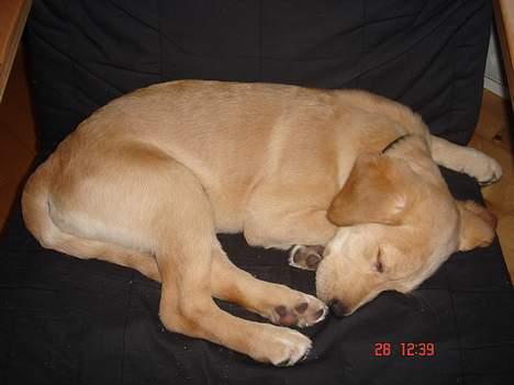 Golden retriever Molly billede 9