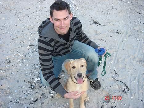 Golden retriever Molly billede 10