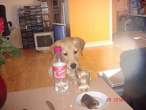 Golden retriever Molly billede 11