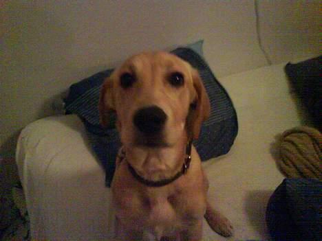 Golden retriever Molly billede 12