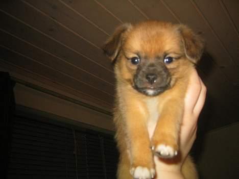 Blanding af racer Louis  billede 1