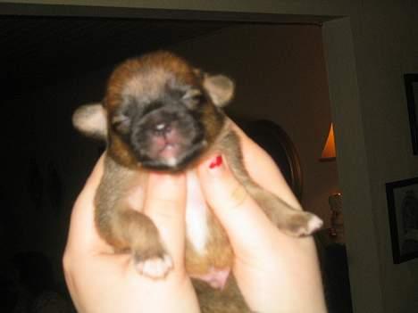 Blanding af racer Louis  billede 2