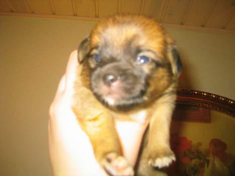 Blanding af racer Louis  billede 4