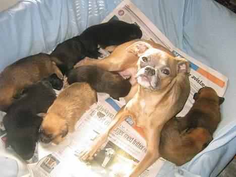 Blanding af racer Louis  billede 5