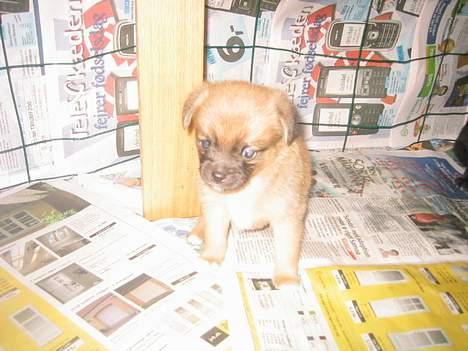 Blanding af racer Louis  billede 8