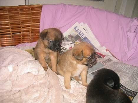 Blanding af racer Louis  billede 9