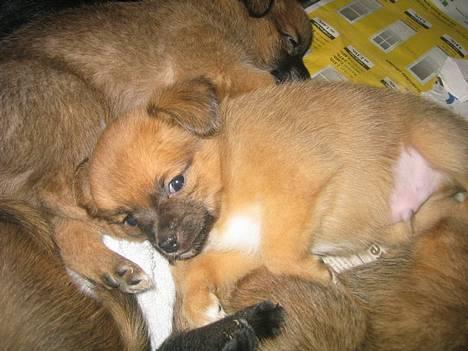 Blanding af racer Louis  billede 10