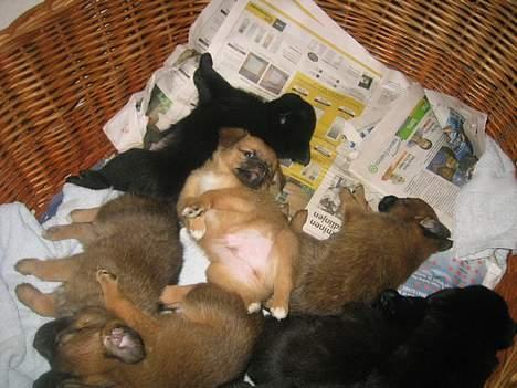 Blanding af racer Louis  billede 11